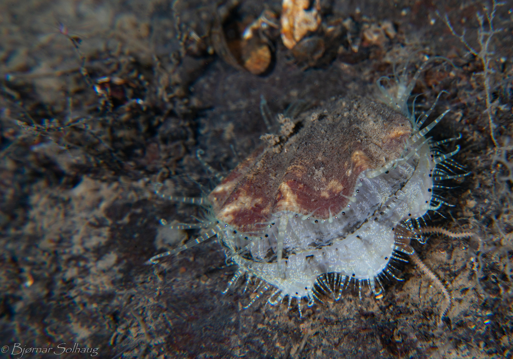Seven-rayed Scallop