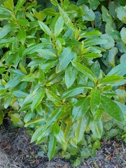 Myoporum semotum