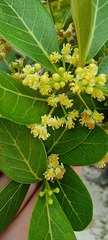 Ocotea pulchella
