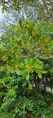 Ocotea pulchella