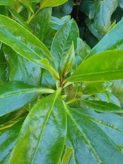 Myoporum semotum