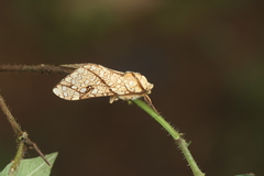 Lophocampa propinqua