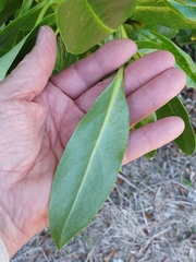 Myoporum semotum