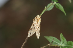Lophocampa propinqua