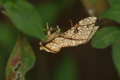 Lophocampa propinqua
