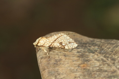 Lophocampa propinqua