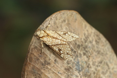 Lophocampa propinqua