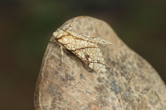 Lophocampa propinqua