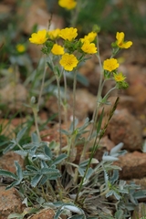 Potentilla nervosa