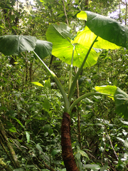 Xanthosoma undipes