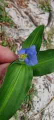 Commelina obliqua