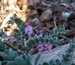 Astragalus cobrensis