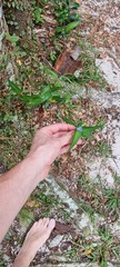 Commelina obliqua