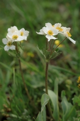 Anemonastrum protractum