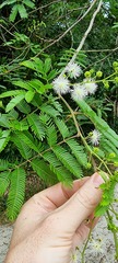 Mimosa bimucronata