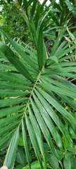 Bactris setosa