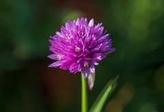 Allium schoenoprasoides