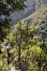 Widdringtonia nodiflora