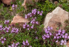 Thymus seravschanicus