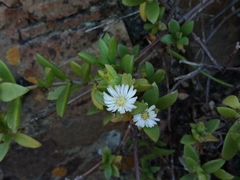 Delosperma uitenhagense