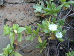Delosperma uitenhagense