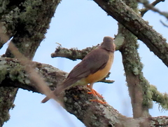 Turdus libonyana peripheris