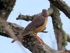 Turdus libonyana peripheris