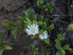 Delosperma uitenhagense