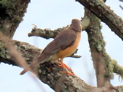Turdus libonyana peripheris
