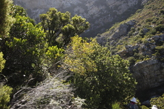 Metrosideros angustifolia