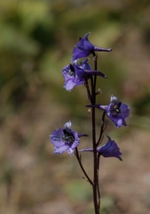 Delphinium oreophilum