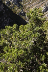 Metrosideros angustifolia