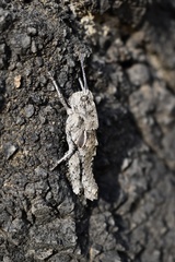 Eumigus cucullatus cucullatus