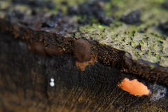 Dictydiaethalium plumbeum