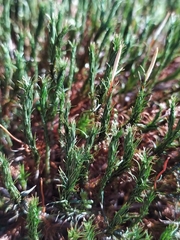Polytrichum juniperinum