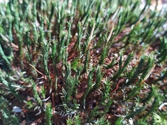 Polytrichum juniperinum