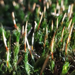 Polytrichum juniperinum