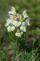 Scutellaria paulsenii