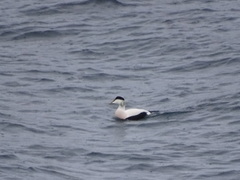 Somateria mollissima