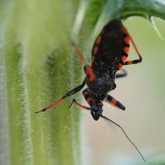 Rhynocoris annulatus