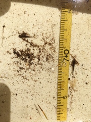 Ambystoma gracile