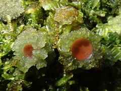 Leptogium phyllocarpum