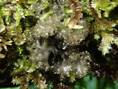 Leptogium phyllocarpum