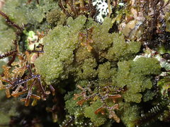 Leptogium phyllocarpum