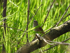 Synallaxis albescens