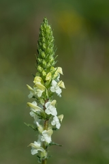 Pedicularis dolichorrhiza