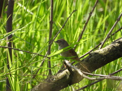 Synallaxis albescens