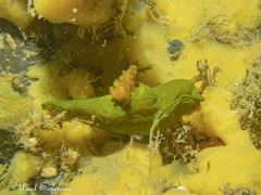 Tambja dracomus