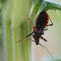 Rhynocoris annulatus