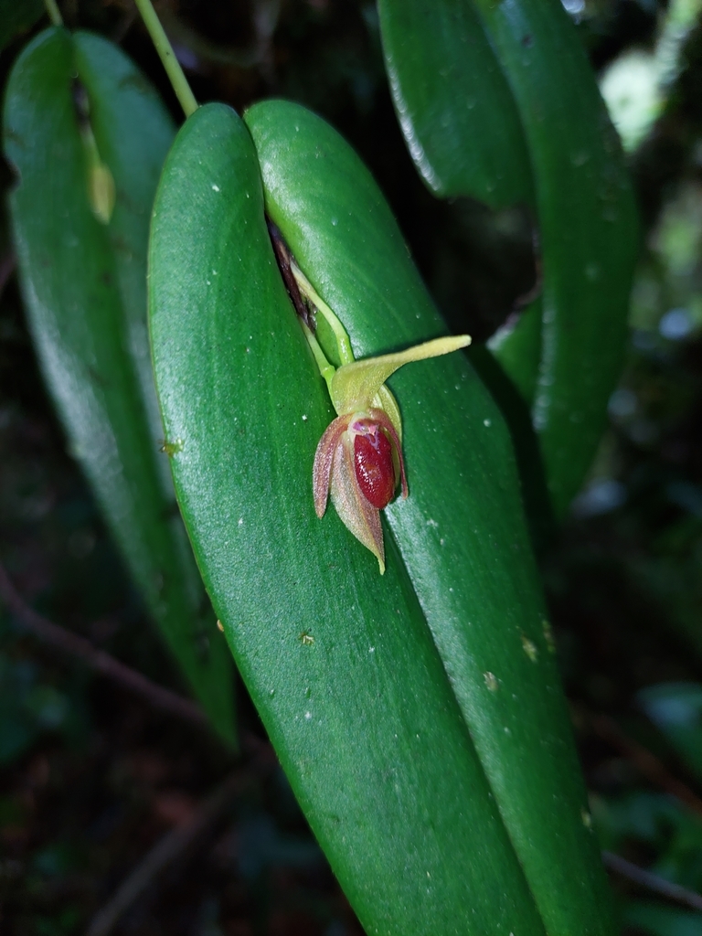 Pleurothallis bivalvis